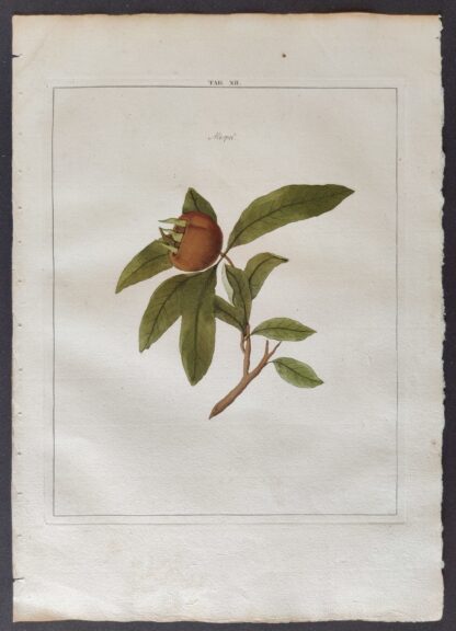 Mispel (1763?) - Johann Hermann Knoop - Afbeelding 3