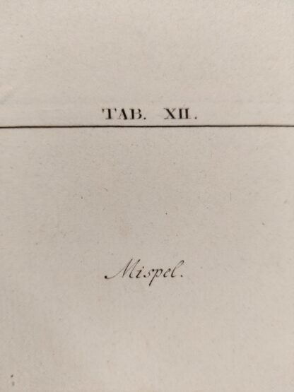 Mispel (1763?) - Johann Hermann Knoop - Afbeelding 2