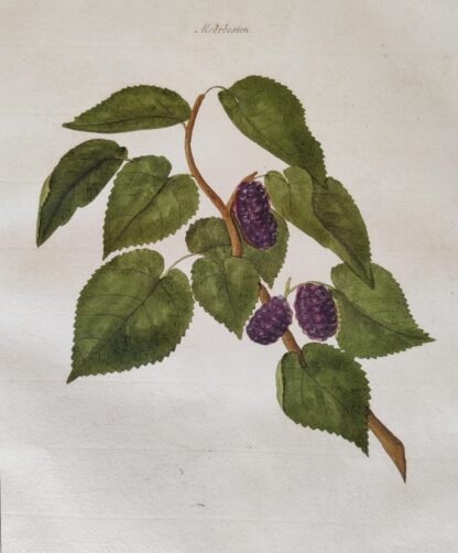 Moerbesien (1763?) - Johann Hermann Knoop