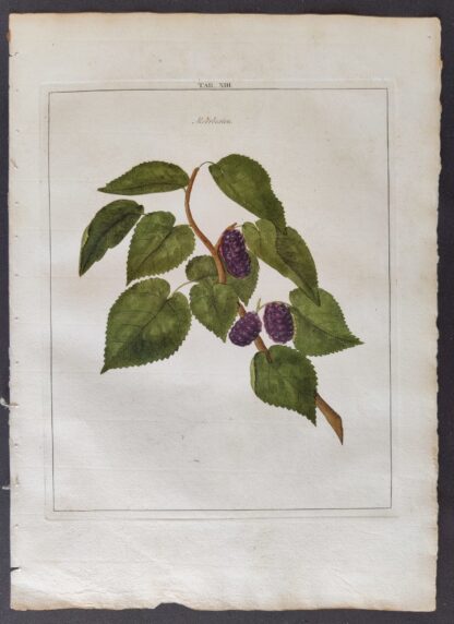 Moerbesien (1763?) - Johann Hermann Knoop - Afbeelding 2