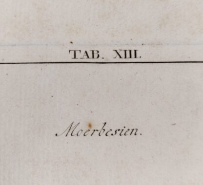 Moerbesien (1763?) - Johann Hermann Knoop - Afbeelding 3
