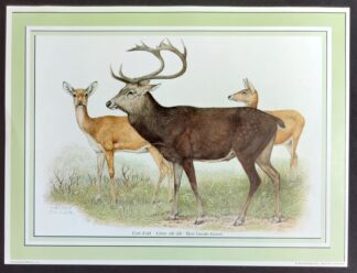 vintage prent helmut diller Hert