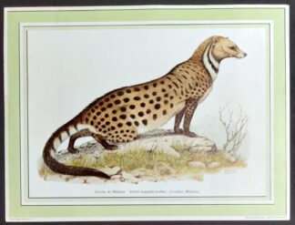 print Malabar Civetkat Helmut Diller