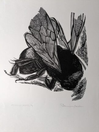 Stervende Hommel - Denijs De Backer