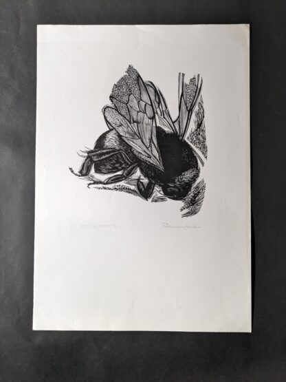 Stervende Hommel - Denijs De Backer - Afbeelding 2