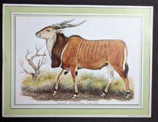 Reuzen eland Diller