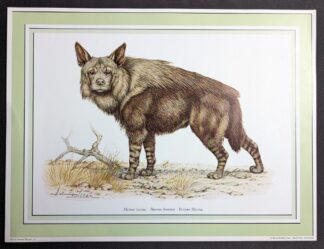 Bruine hyena