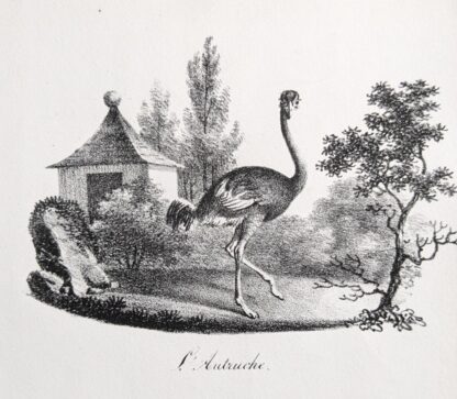 Godefroy Engelmann Autruche