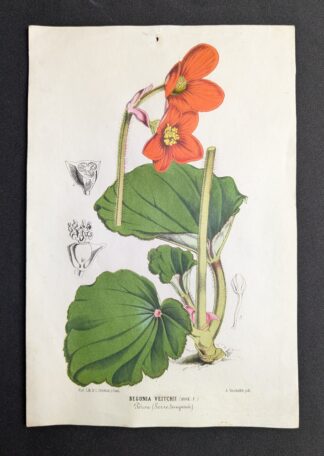 antieke prent bloem