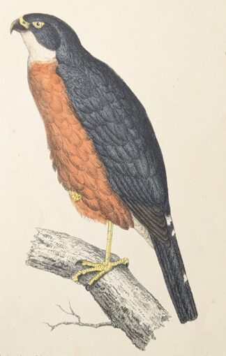 Havik litho