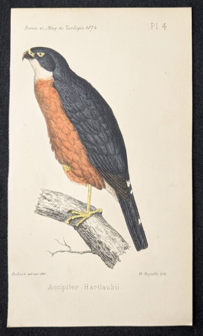 Accipiter hartlaubii
